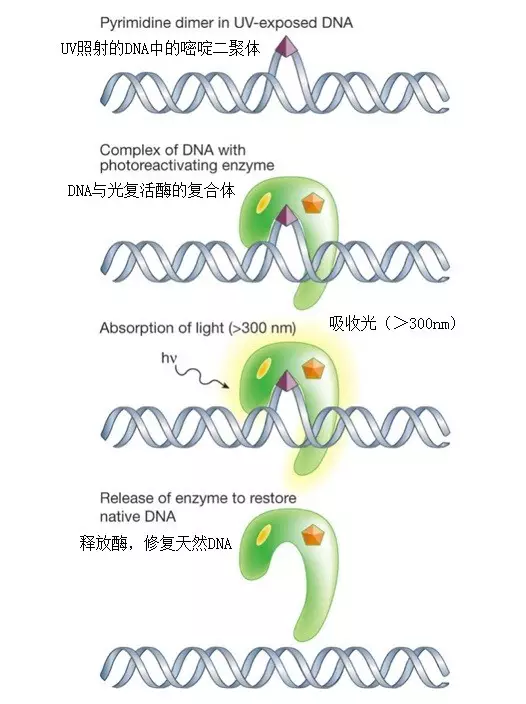 PCHi 2017展会预览：ALGAKTIV®GenoFixCPD光活化酶修复因子