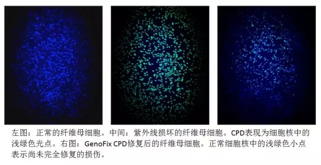 PCHi 2017展会预览：ALGAKTIV®GenoFixCPD光活化酶修复因子