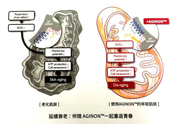 瑞帝安