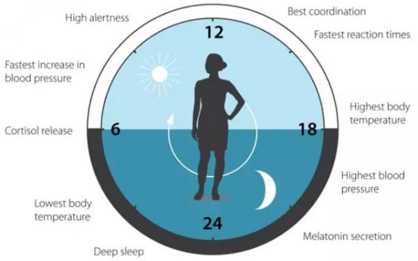 Nocturshape生物钟减肥疗法，24小时瘦不停！