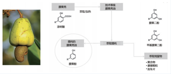 图1：腰果果实（左）和腰果酚回收的示意图（右）