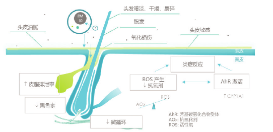 图2一空气污染对头发头皮的影响机制