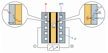 图4 膜燃料电池结构和电化学反应的示意图（© A.Heinzel）
