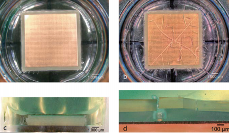 图3 失效阻隔示例，使用Evonik的Silikophen AC 1000。a）带涂层ENIG样品，干层厚40μm， 无流体介质接触；b）与细胞培养基DMEM接触7天后的材料损伤；c）带样品和漆层的孔显微截面。d）显微镜下记录的涂层材料损伤和FR-4基板上ENIG表面的粘附力损失（© TUM）