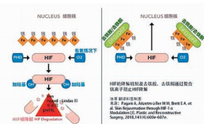 图2 HIF的降解机制（左）及去铁胺、去铁酮通过螯合铁离子阻止HIF降解（右）