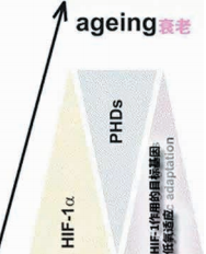 图3 随着衰老，HIF 系统的变化：HIF- 1α减少，PHD增加，作用的目标基因 （VEGF 和Glut-1） 下调，低氧适应能力减弱。图片引用和重制自[5]