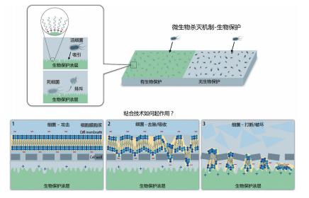 图2 磷脂海绵的接触杀灭效果：1）左下角说明，示意图显示，生物保护涂层吸引细菌；2）示意 图中间部分表明，结构性磷脂开始沿着涂层方向被从细菌膜上去除；3）示意图右侧显示的是， 由于细菌膜遭到物理破坏，导致细胞死亡（来源：Viaclean）