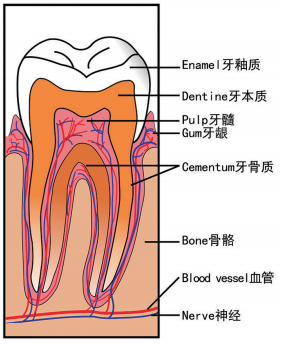 图 2：人体牙齿解剖图标示。由 Heath Brantley 提供。