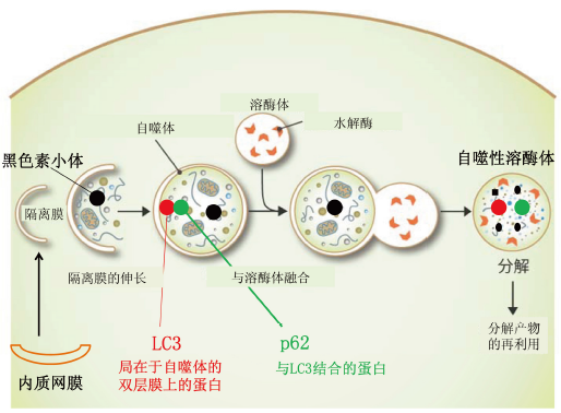 图1. 自噬的流程
