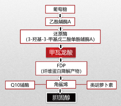 甲瓦龙酸内酯合成胆固醇