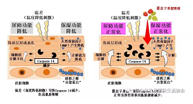 资生堂阐明温差直接导致肌肤粗糙的机理