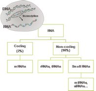 一种植物小分子RNA专利提取的猴面包树籽活性原料