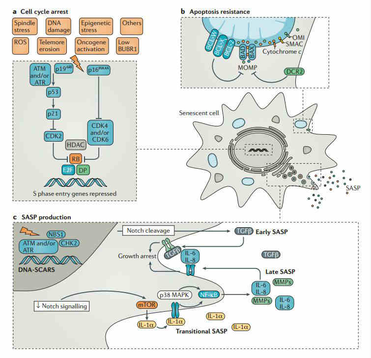 Nature 深度综述：抗衰老新热点——衰老细胞