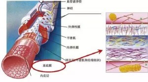 心血管医用材料研发新思路——层层组装与血管再生