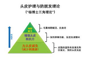 毛囊细胞自噬活性与防脱发