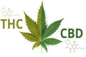 CBD行业的悖论