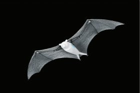 Festo仿生新秀登陆2018工博会