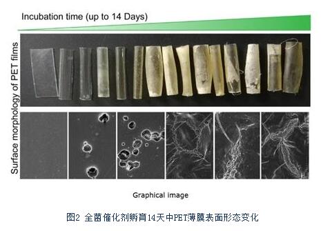 科研人员开发出全新的嗜热全菌催化塑料生物降解策略