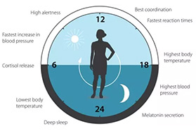 Nocturshape生物钟减肥疗法，24小时瘦不停！