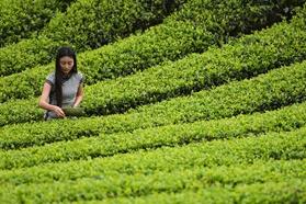 今春普洱茶毛茶价格大幅增长