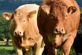 爱尔兰牛肉来到中国，3家爱工厂首获批准