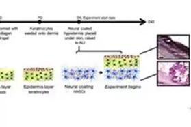 美国研究小组发现蚕丝胶原复合材料，有助于人造皮肤持久鲜活