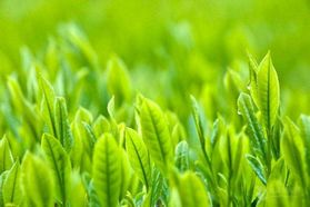 植物提取物与皮肤护理