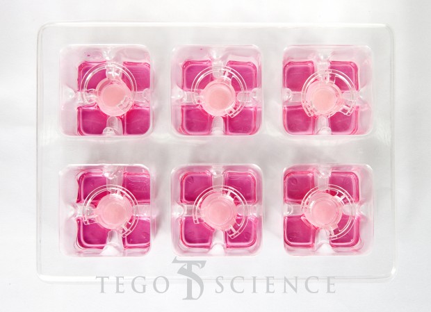 Tegoscience推出从真皮层到表皮层呈现人类所有皮肤层的立体培养模型