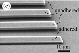 美国布朗大学研发出新的黏附力测量方法