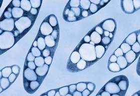 全球生物塑料产量2022年预计将增至244万吨