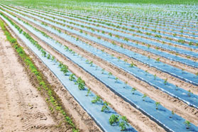 攻克全生物降解塑料地膜的技术瓶颈