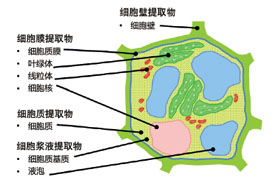 从活体植物中可持续性的提取化妆品活性物