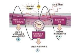 皮肤护理新方法——重置皮肤细胞生物钟