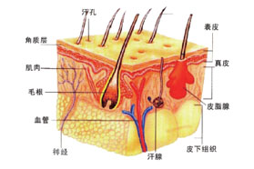 生物发酵如何助力天然保湿