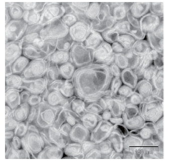 图3. Bionanoceramide FCS 的电子显微镜照片