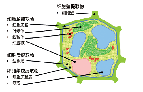 图4. Zeta Fraction 提取物所对应的活体植物细胞组分
