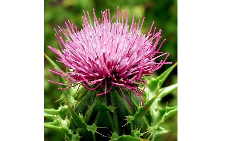 Plant-based ingredients for healthy ageing