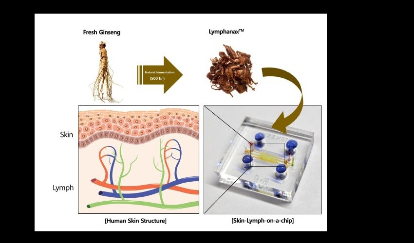 Amorepacific shares research results of fermented ginseng in skin lymphatic activation