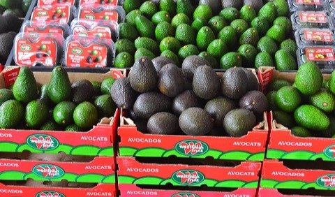 Westfalia: Leading sustainable growth in Asia’s new avocado markets