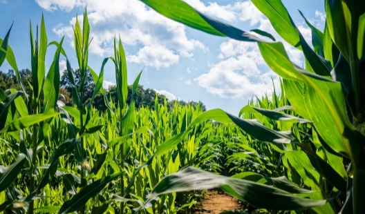 Tate & Lyle named as one of Europe's Climate Leaders 2024