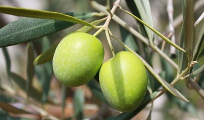 Euromed's Mediteanox®: Neuroprotective effect of olive fruit extract revealed