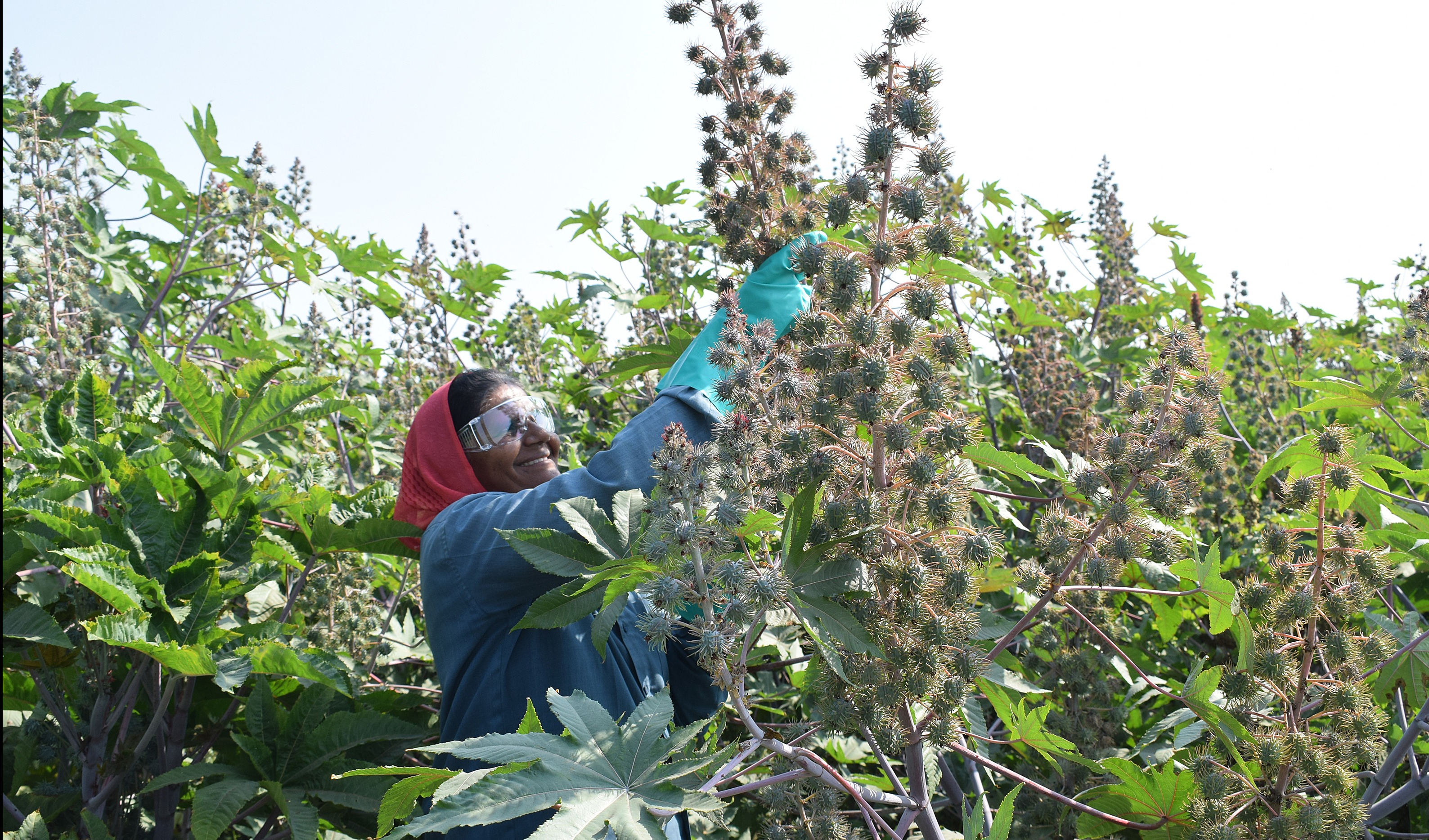巴斯夫携手可持续蓖麻籽项目“Pragati”，将 SuCCESS 标准延伸至生物基鞋材解决方案