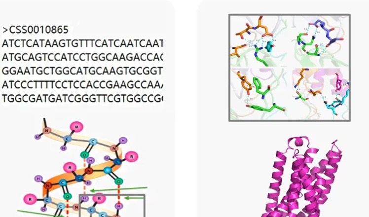 “授人以渔”：AI赋能蛋白质设计，百图引领生物计算新纪元——专访 BioMap 高级副总裁 Vicky Qu