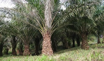 Angola a promising market for Indonesian palm oil