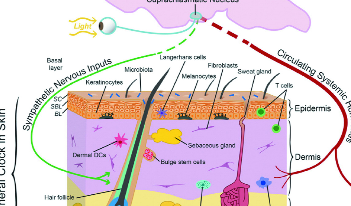 皮肤生物节律的科学“密码”（上）