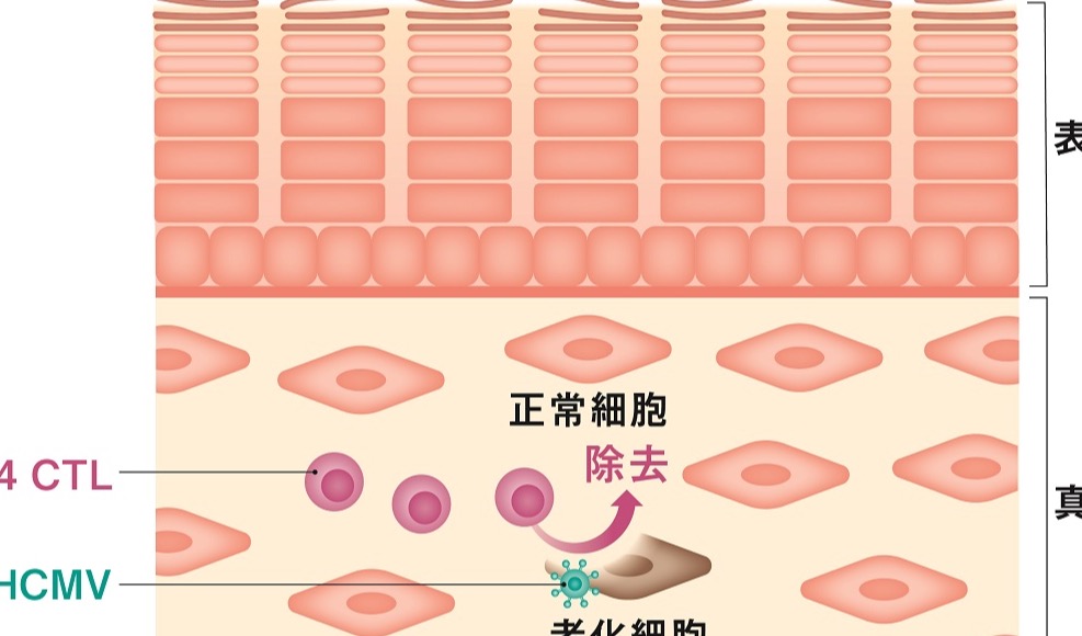 资生堂新研究，揭示皮肤免疫细胞消除衰老细胞的新机制