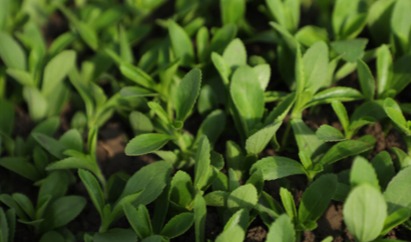 Tate & Lyle and Manus to expand access to all-Americas-sourced and manufactured stevia Reb M