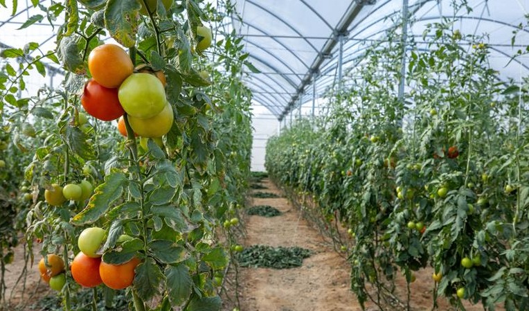 High-tech durable greenhouse roofing solution for Saudi food production