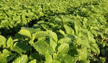 Givaudan launches next-generation innovation for stress management with Zensera™