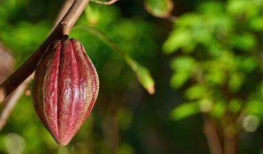 Philippines’ chocolate capital needs a boost